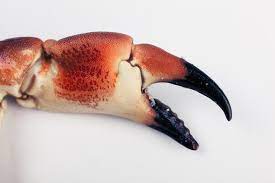 Crab claws