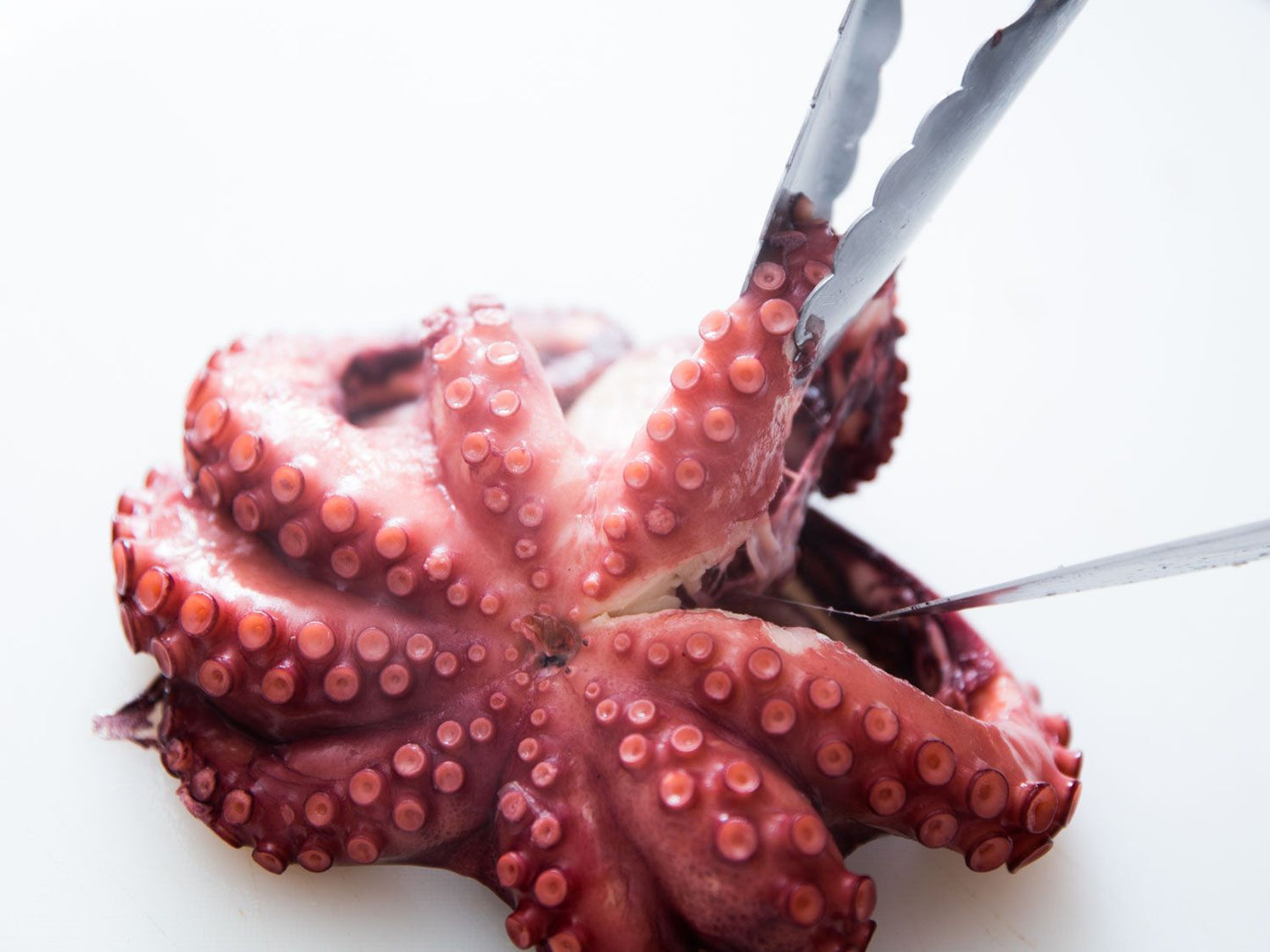 Baby octopus