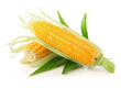 corn on Cob